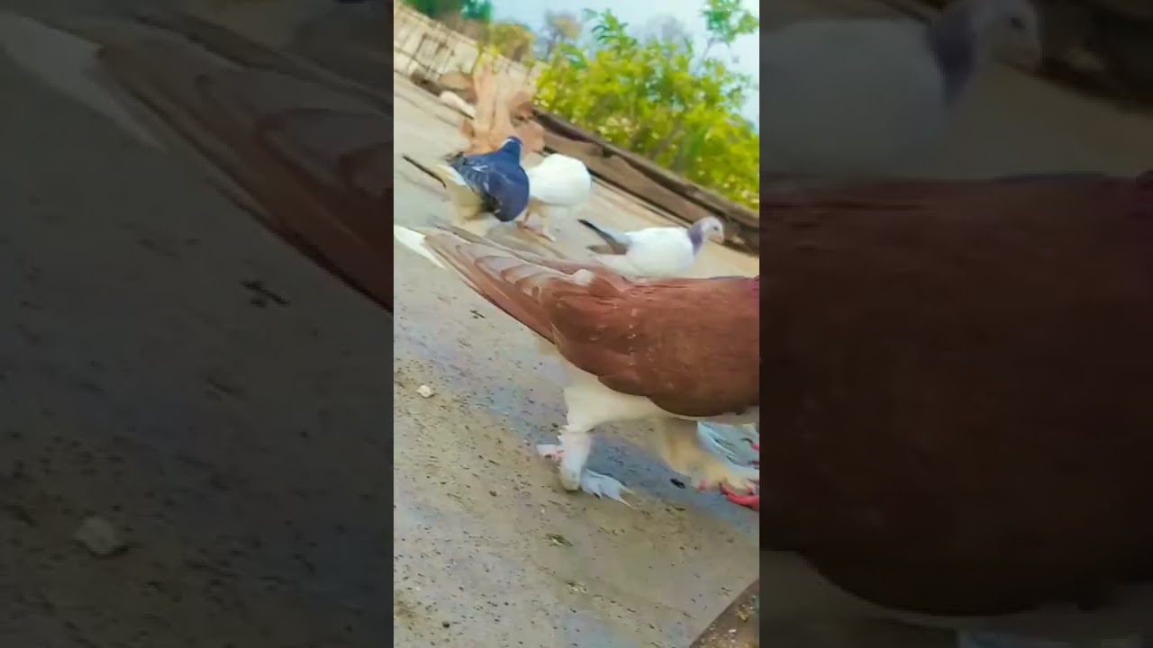 market Mein Naam Dava ke chal raha hai kabutar bage ke 