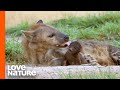 Starving Hyena Cubs Reunite with Mom | Love Nature