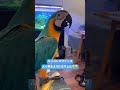 【ルリコンゴウインコ】ショート動画 #shorts #ルリコンゴウインコ #インコ #コンゴウインコ #macaw #bird #鳥 #おしゃべり