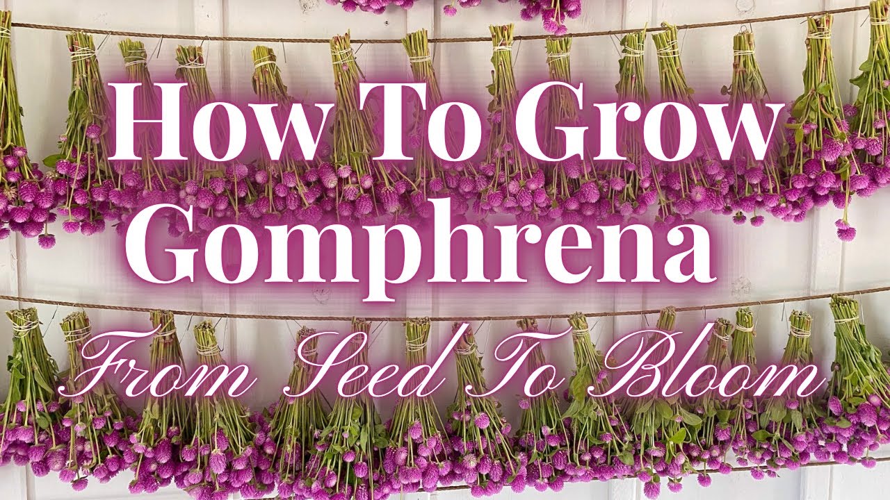 Как вырастить гомфрену от семени до цветения (полное руководство + как сушить и использовать!)