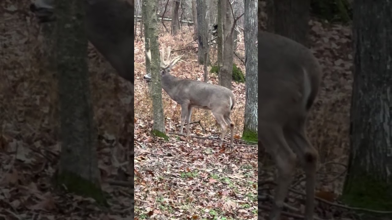 Was that arrow in the right spot ??? #deer #hunting #av #bowhunting #realtree