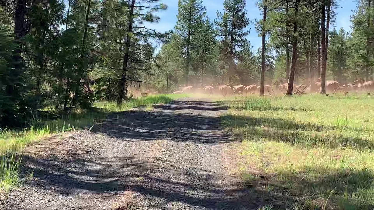 Heppner Elk herd YouTube