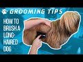 How to brush a long-haired dog at home | Grooming Tips - TRANSGROOM