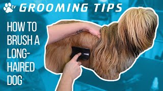 How to brush a longhaired dog at home | Grooming Tips  TRANSGROOM