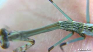 Mega Mantids L4 Face Off!