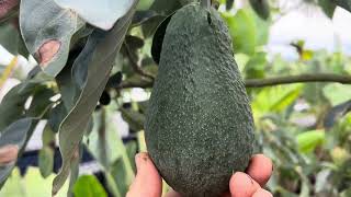 First Fruit off my Edranol Avocado