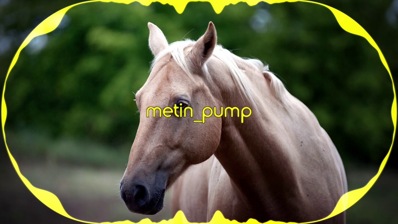 Horse b4 porsche
