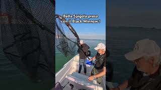 Spigola con Black Minnow a spinning.  #lagunadivenezia #seabass #branzino #blackminnow