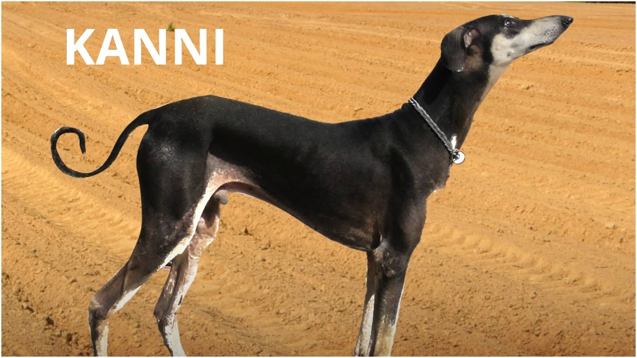 kanni dog breed