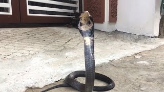 Cobra In The Yard !!! by WILD COBRA 6,519 views 1 year ago 8 minutes, 56 seconds