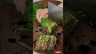 harvesting green roots #farming #roots #green #viral #fruit #wow #toptrending #gardening #satisfying