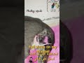 Cat Giving Birth to 4 Kittens 2 Siamese And 2 Black القطة تشيكاأنجبت  قطط غاية في الجمال #Shorts