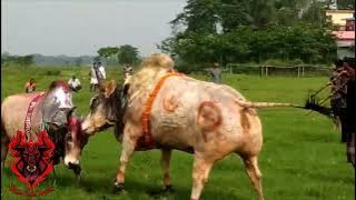 Winner Leader-2 🏆 Against The President #BullFightLover #viralvideo #youtube #highlights #fight #ctg