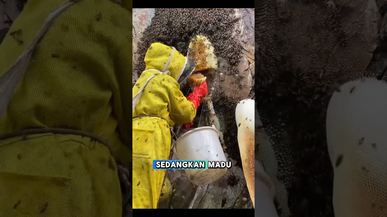 bedanya madu asli dan ternak #shorts