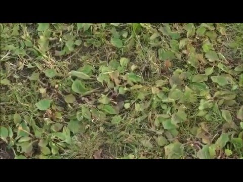 Unkraut Wildkraut aus dem Rasen entfernen mit dem Compo Unkrautvernichter -  YouTube
