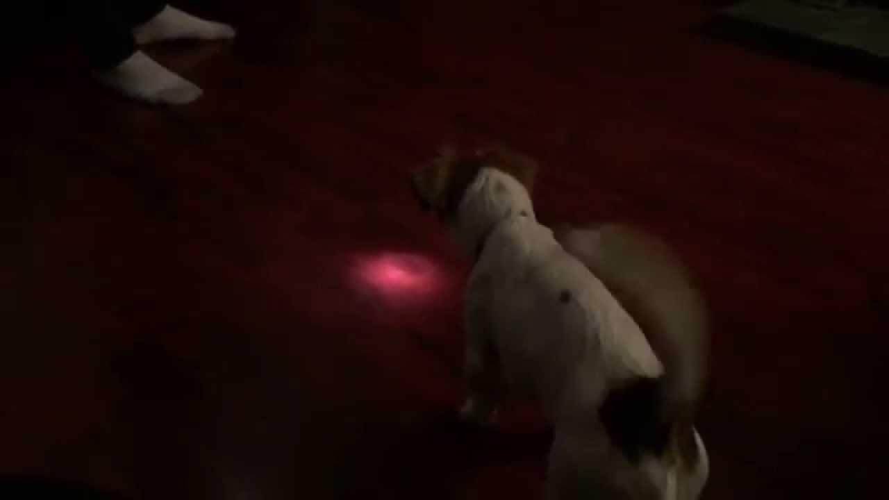 Jack Russell Terriers love chasing lights (Fläckig in action)