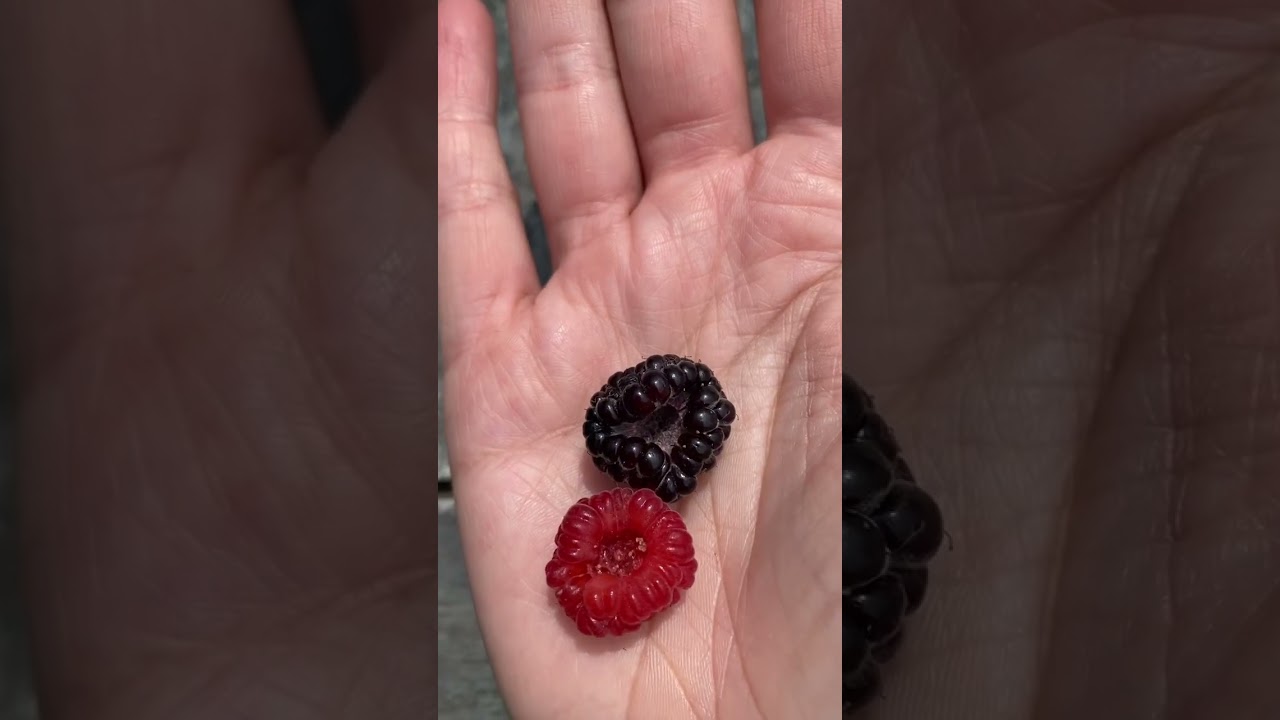 Black Raspberry And Blackberry Difference We Have Fresh, Organic Black