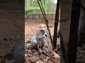 Cute pet bird saw water and look what happened !!! 😍