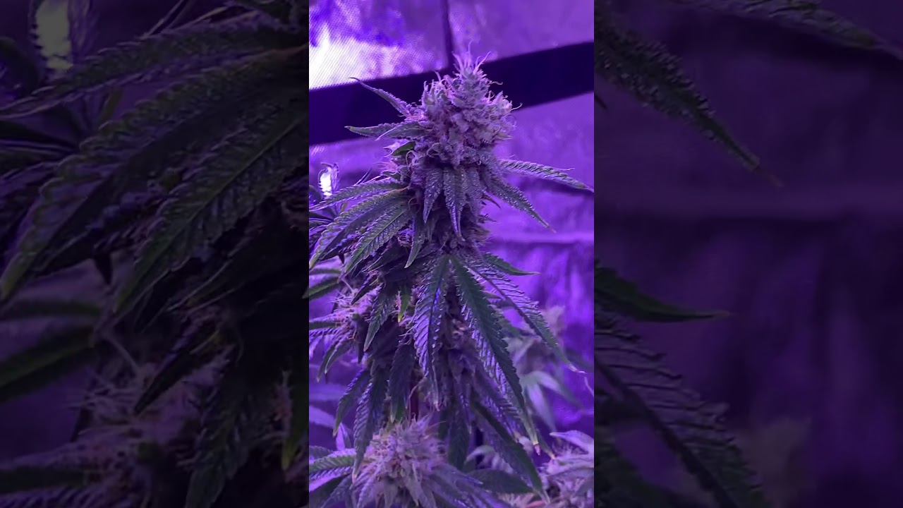 MMJ Cannabis Garden 8 weeks in flower (Led 4X4 Growtent w/o SCROG Net)