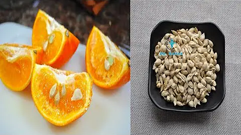 Faz bem comer semente de laranja?