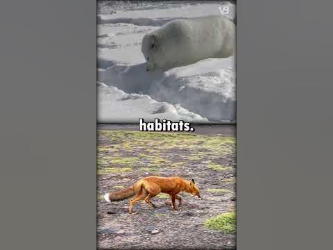 Arctic Fox VS Red Fox #shorts - YouTube