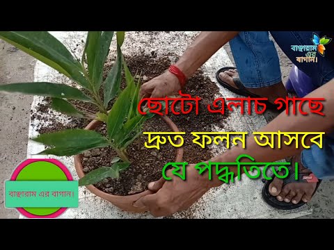 ভিডিও: একটি টবে সাদা নোনতা জন্য রেসিপি