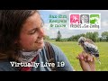 Virtually Live 19 S2E4 Kestrel chick banding in Sax-Zim Bog MN June 29 2021 4K