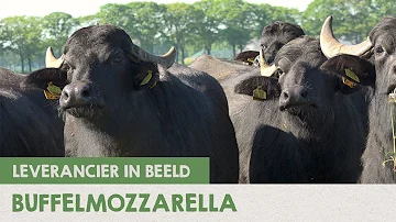 Oer-Hollandse Buffelmozzarella | IK KOOK BEWUST