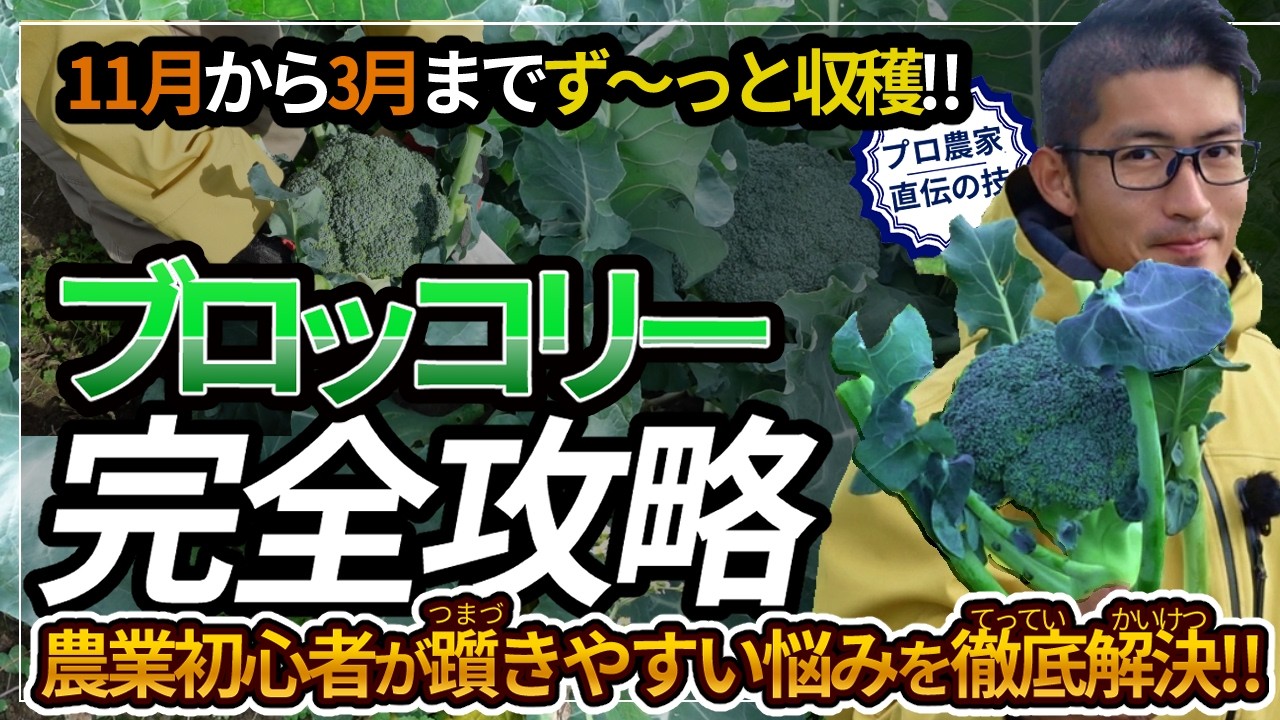 農家直伝/ブロッコリー】品種で11月から3月まで収穫！初心者でも安心ブロッコリー栽培完全ガイド