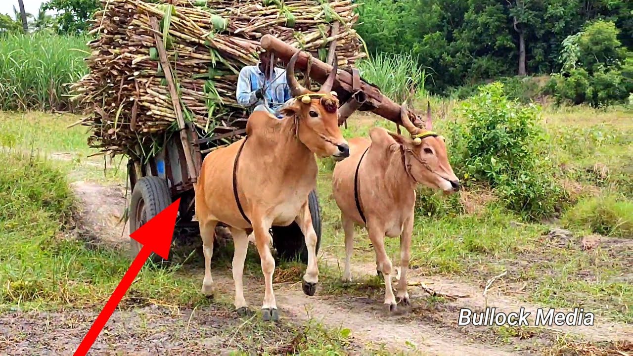 மாட்டுவண்டி | bullock cart ride | bullock cart race | bullock cart videos | farm animals | cow
