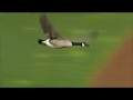 The goose is loose goose takes nasty hit into scoreboard at angels game