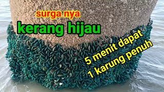 ketemu sarang kerang hijau... 1 karung penuh hanya 5 menit