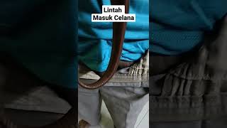 Bahaya Lintah Masuk Dalam Celana