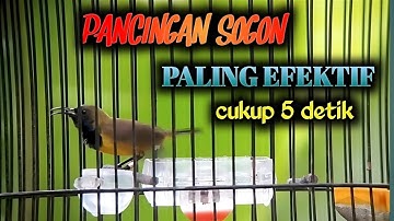 LIVE ! Ampuh Burung Sogon Malas Bunyi Jadi Gacor ‼️ Putar Pancingan Sebentar Saja