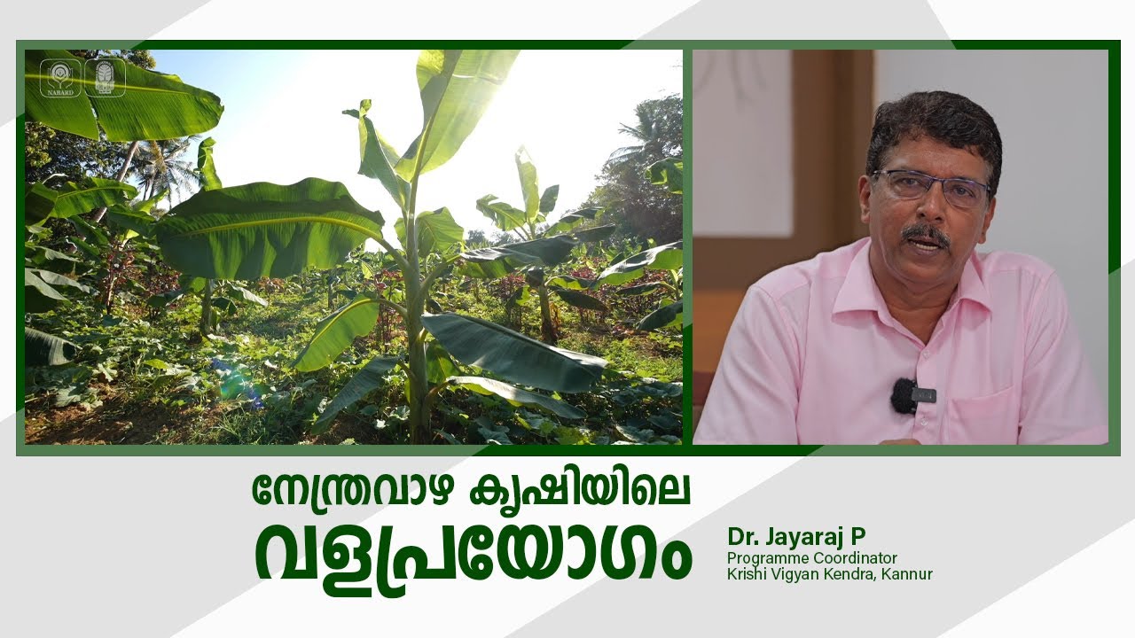 നേന്ത്ര വാഴ കൃഷിയിലെ വള പ്രയോഗം | Fertilizer Application in Banana |   Dr Jayaraj