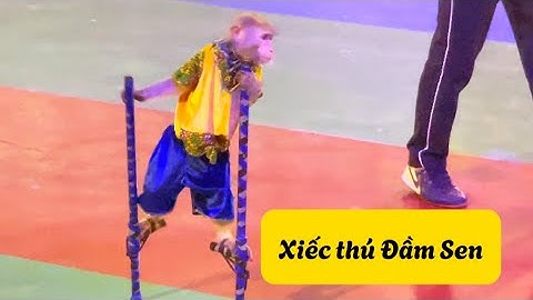 Xiếc thú ở Công Viên Đầm Sen Việt Nam#damsenpark