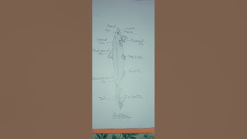 Practical file zoology 👉(superclass-Pisces)for Bsc 2nd year also 11th &12th  class