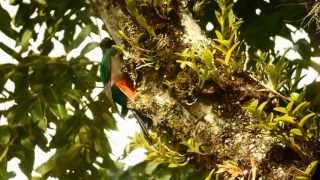 Resplendent Quetzal Mount Totumas Cloud Forest June 2013