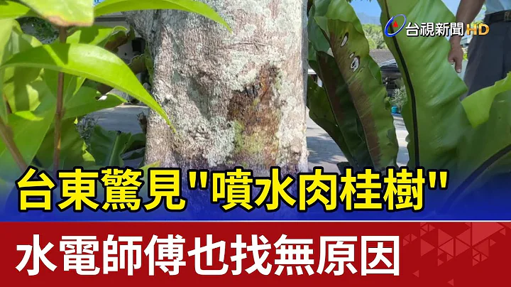台东惊见"喷水肉桂树"  水电师傅也找无原因 - 天天要闻
