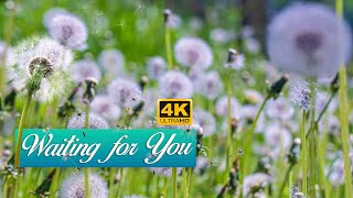 Waiting for You 4K|Dandelion Season Relaxing| Summer in Sweden Vlog| Life in Sweden