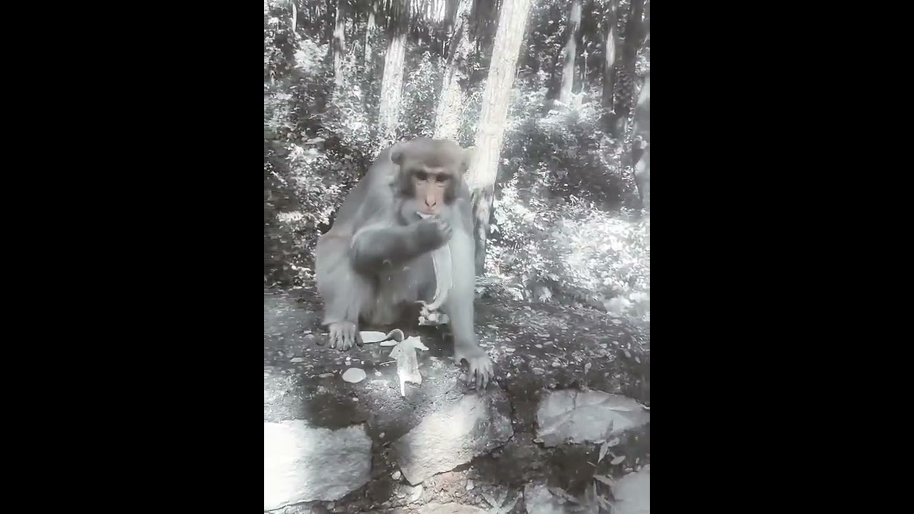 #funnymonkeyvideos