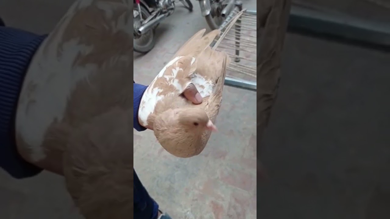 Lal Khal guldar kabootar 