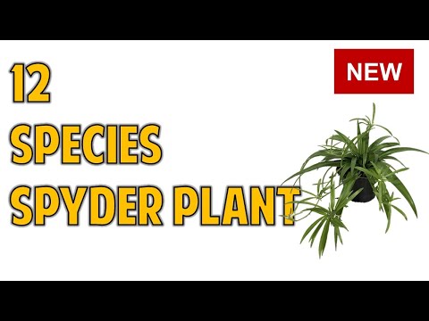 Wideo: Rodzaje I Odmiany Chlorophytum (37 Zdjęć): Opis Cape Chlorophytum, Pomarańczy I Innych Odmian Oraz Ich Odmian