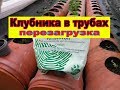 Клубника в трубах / Перезагрузка / Клубника Альтесс