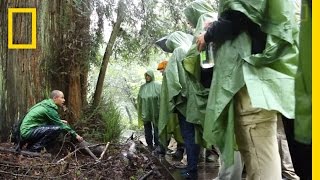 BioBlitz Finds 2,300  Species in Golden Gate Parks | National Geographic