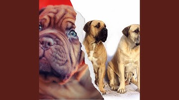 Romantic Moods for Puppies in Nature