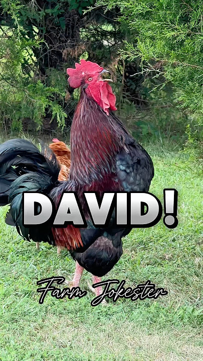 David!, Oooooh David!, Daaaviiidd! #david #dave #chickens #hens #roosters #backyardchickens #laugh