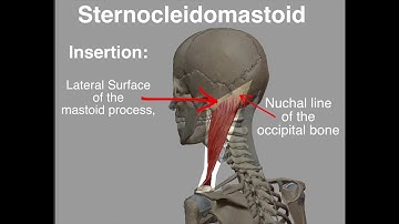 Sternocleidomastoid Origin & Insertion