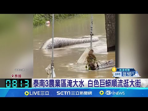 泰南3農業區淹大水 白色巨蟒順流逛大街 超大隻好驚嚇! 泰國南部大洪水巨蟒上街游泳│全球關鍵字20241215│三立iNEWS