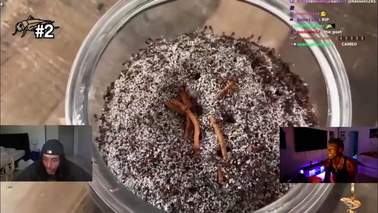 1000 Ants vs 1 Black Widow Reaction Video Agent 00